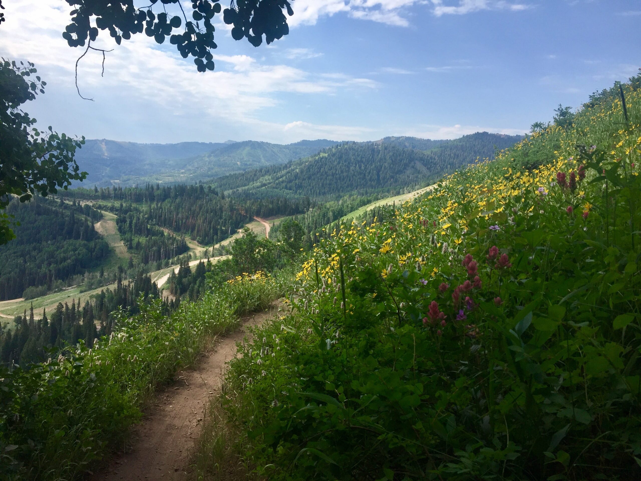 Park City Mid-Mountain Trail with flowers
