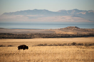 Wild bison at Antelope Island